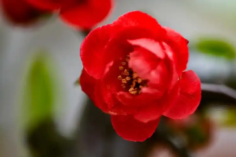 海棠花淡淡微红色不深依依偏得似春心烟轻虢国颦歌黛露重长门敛泪衿低