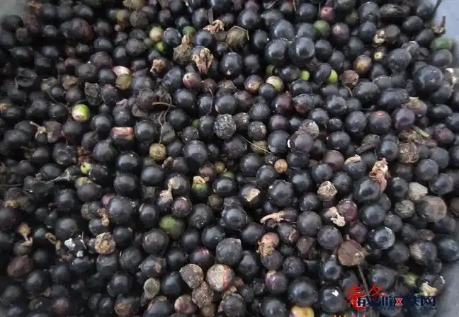 麦冬种子麦冬草种子地被常绿植物