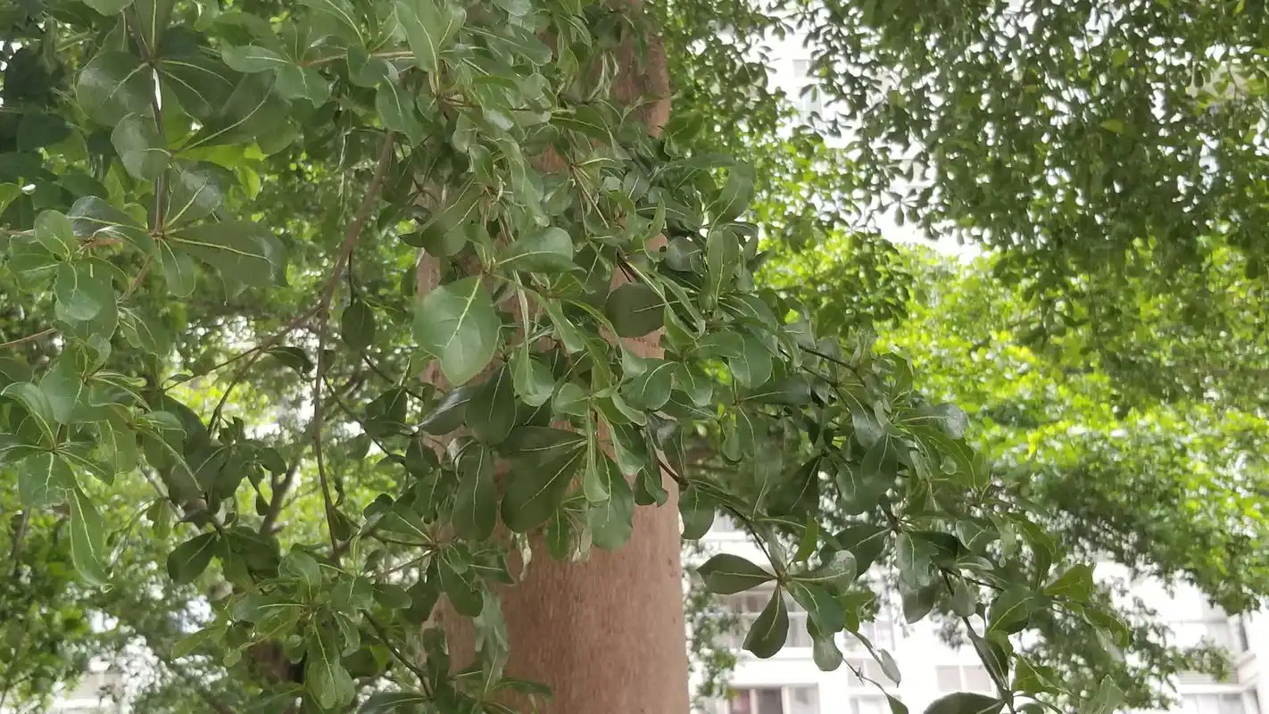 小叶榄仁是一种怎样的树种