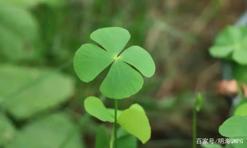 第二片叶第一片叶子指的是跟孩子提前的约定四叶草教育法则第四片叶子