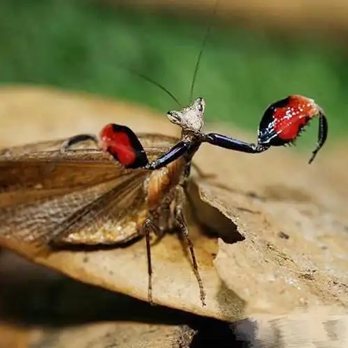 霍氏巨腿螳(拳击螳螂)