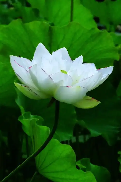 双色荷花与镶红边的荷花是荷中精品