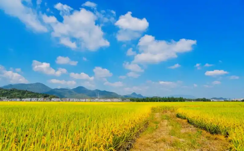 大姚金色稻田绘就秋天的绝美画卷