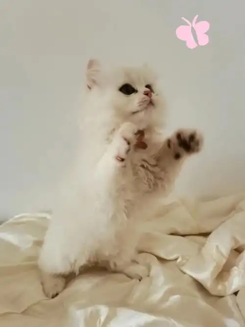 青岛小猫咪找家长啦仙女长毛银渐层