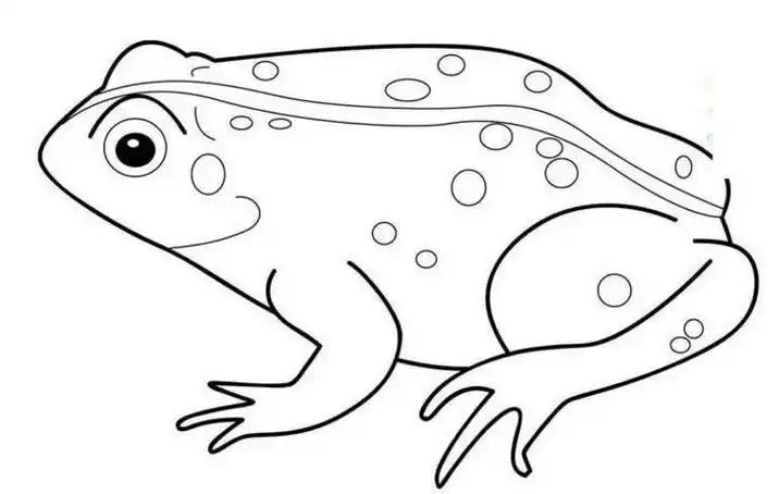 青蛙简笔画背面