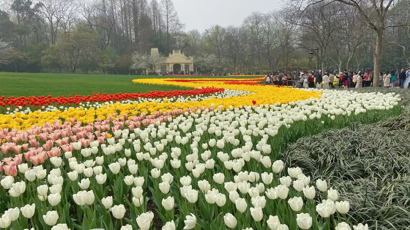 杭州太子湾公园赏花攻略