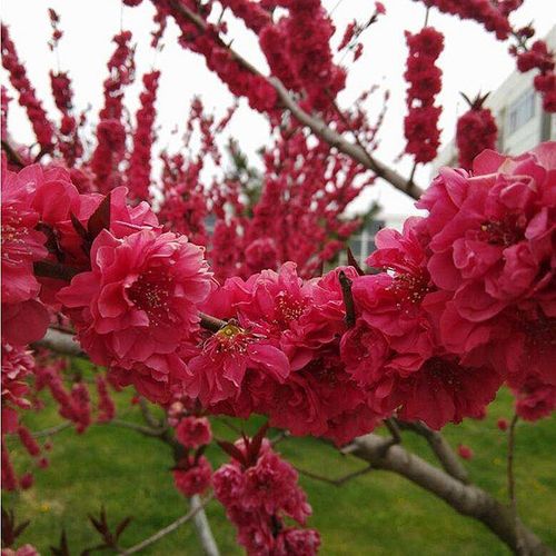 清韵伊人红叶碧桃树观赏桃花紫叶碧桃苗工程绿化苗/红叶碧桃地茎10cm1