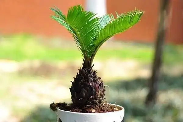 五步养成小铁树,长势旺盛叶子绿!让它陪你的宝宝一起长大!