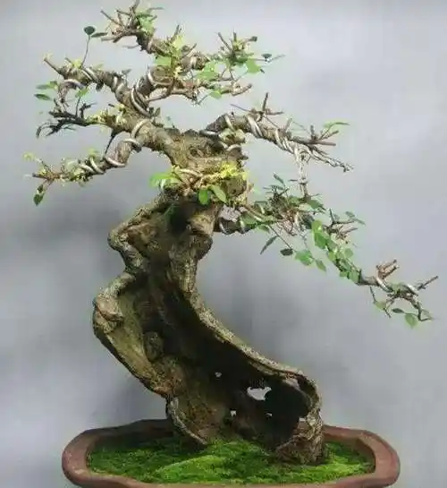 榆树老桩盆景怎样修剪的4个方法图片