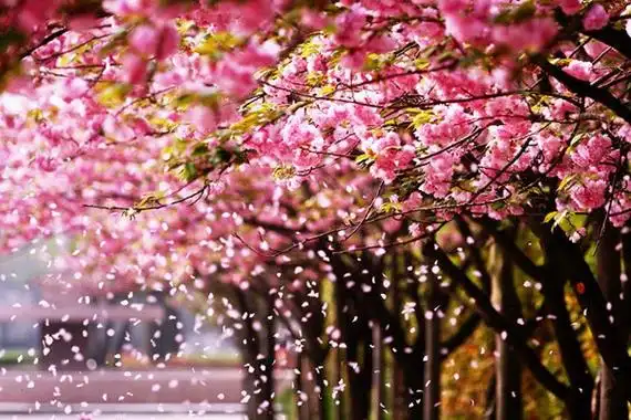 心灵音乐诗《樱花雨》