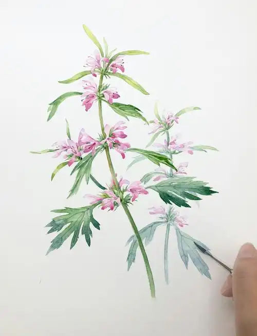 水彩花卉,益母草