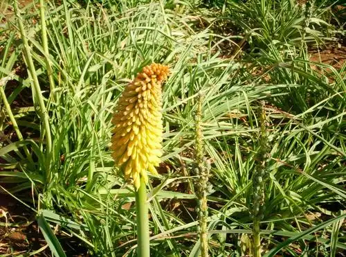 谁知道这是什么植物?叶子1米高左右,有点像长茅草,根部像虫子.