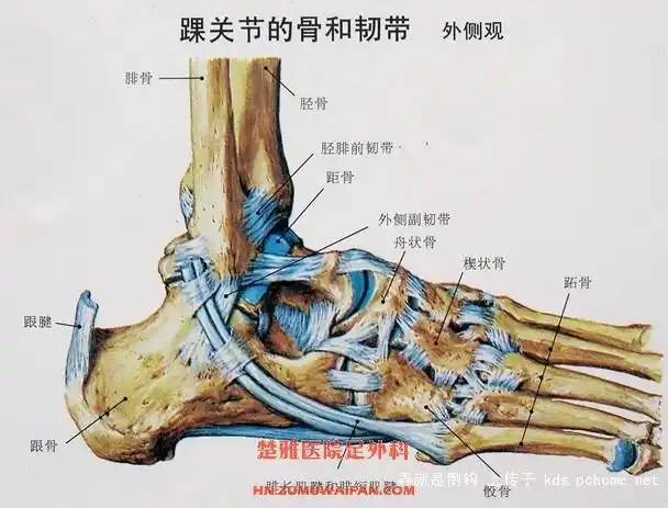 周末打篮球,这几天走路 脚腕连接脚背 之间的骨头很疼