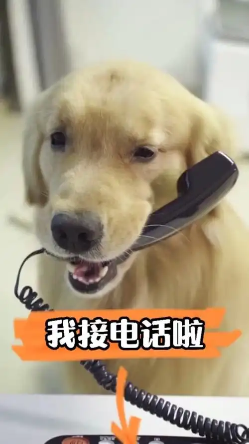 我家萌宠成精了#狗狗接电话