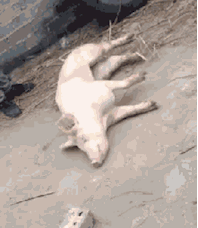 一只猪认识到自己肯能要被杀死了,为了挣扎挽回,竟然在地上撒起滚来!