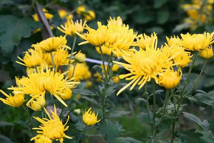 金丝菊 和亲友共享