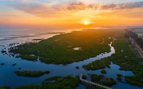 红树林保护修复提速,再造"海上森林"有多难?_北海