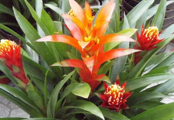 风水中招财的植物有哪些 八种植物招财又旺宅 - 典典美家