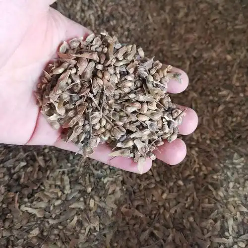 红枫种子林木种籽国产散装四季多年生景观绿化工程观家庭园艺种子