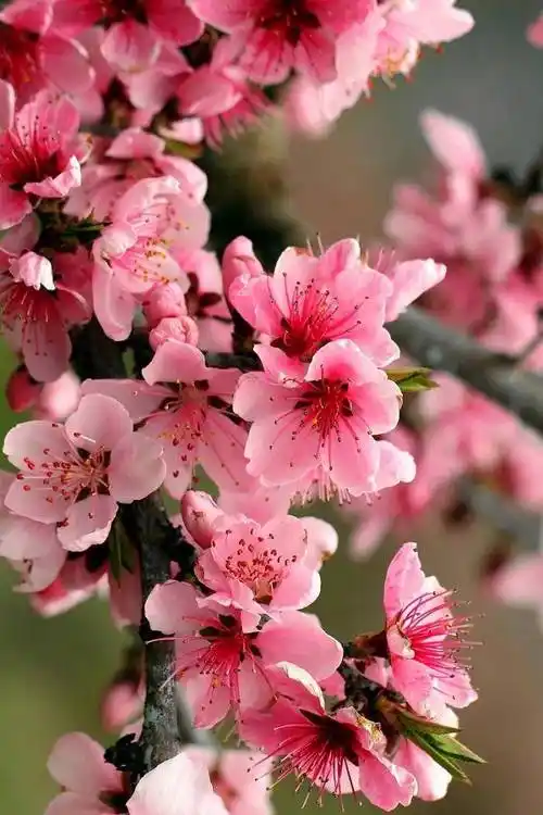 桃花盛开,姹紫嫣红,春天真的来了