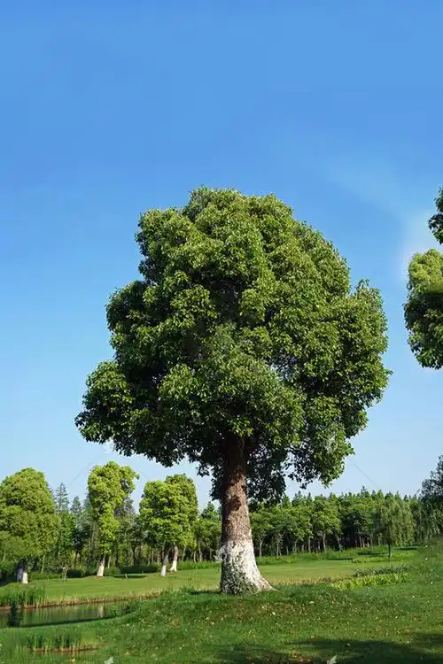 干货园林景观常用绿化树种汇总全国各市常用分类