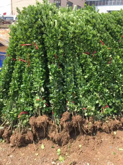 很多商家都选择种植北海道黄杨,因为它生长快,枝繁叶茂,绿化效果非常