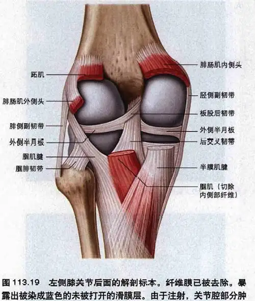 膝关节解剖