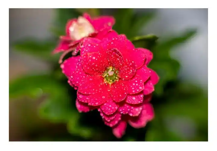 冬季开放的长寿花很漂亮