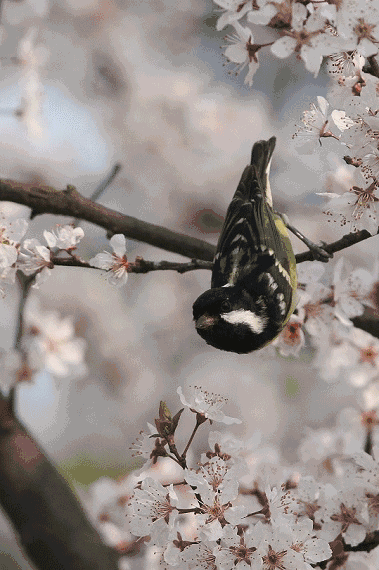 ▼充满欢乐愿你每一天都充满阳光最珍贵的花鸟图送给你