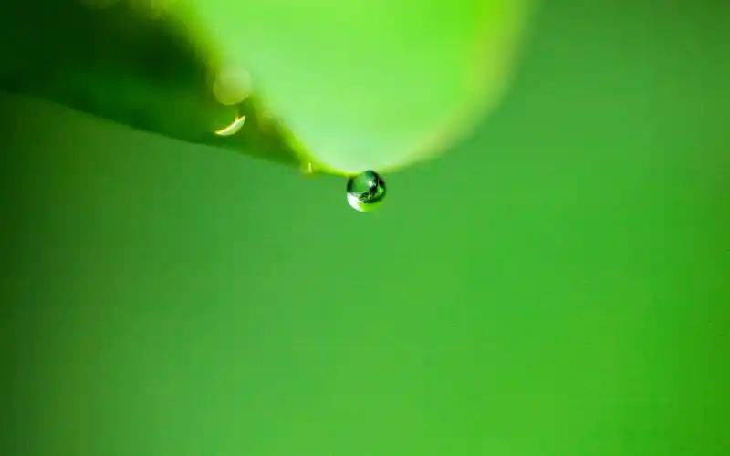 清新护眼风景壁纸_清新养眼绿色植物