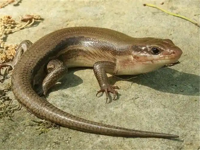 新手不适合饲养的蜥蜴品种