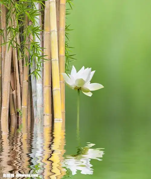水中竹子和白莲花