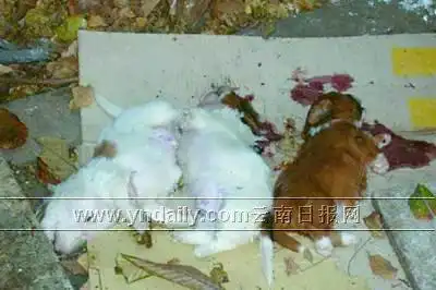 居民嫌吵踩死5只刚出生小狗警方通报其单位