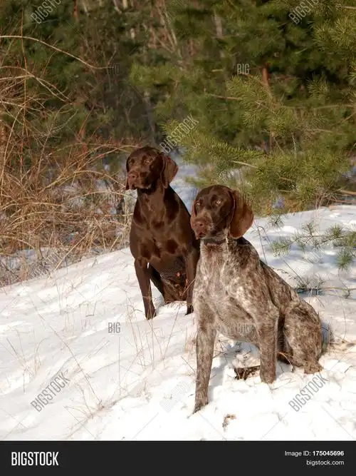 hunting dog, german short haired pointer, dog in forest