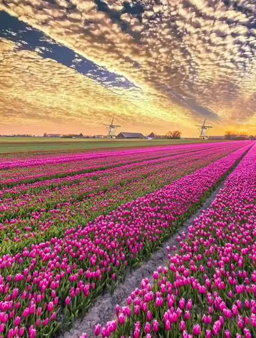 漂亮的花海当然要分享给嘎嘎漂亮又可爱的女孩子来看啦