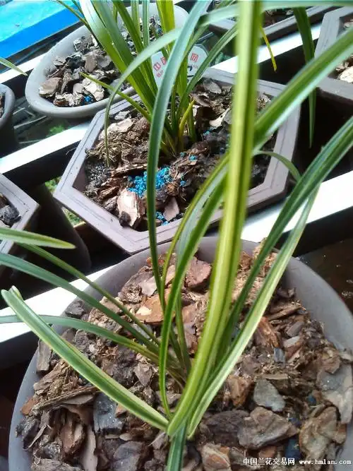 闲着没事做看叶艺-春兰篇-中国兰花交易网社区