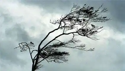 大风狂吹!蓝色预警上线# 风把柳树的头发吹乱了.