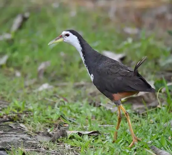 白面水鸡的成长历程,别人家的孩子,看它们吃着吃着就长大了