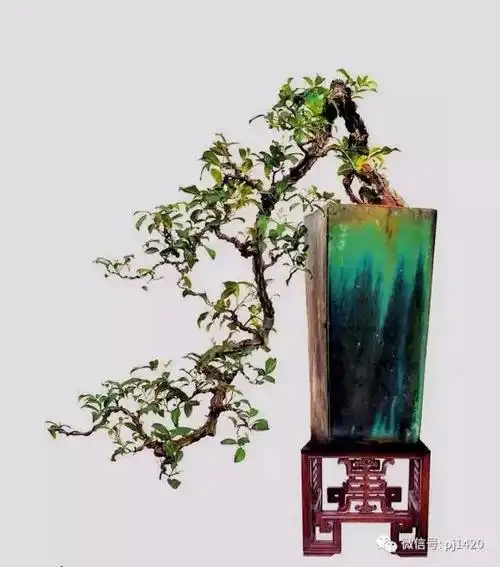 这三种悬崖盆景真是气势不凡