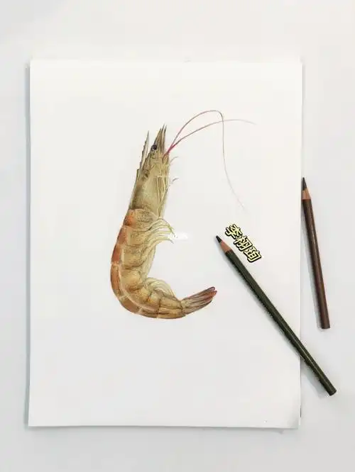 手绘彩铅虾画