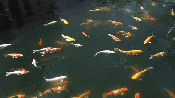 600_338gif 动态图 动图