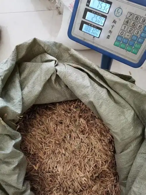 基地复叶槭种子 一级品种质量保障