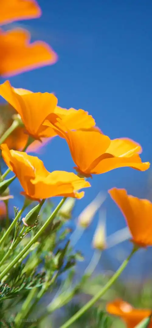 ios7经典内置风景高清壁纸