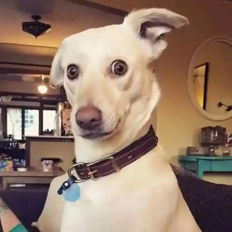 沙雕搞怪头像.头像越怪,越惹人爱长按图片即可保存拿图点赞 - 抖音