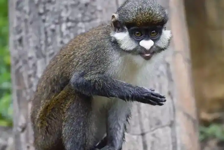 大白鼻长尾猴是保护动物吗