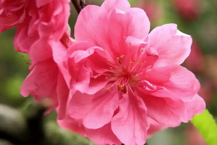 春暖花开,祝单身狗狗年桃花运旺旺旺!