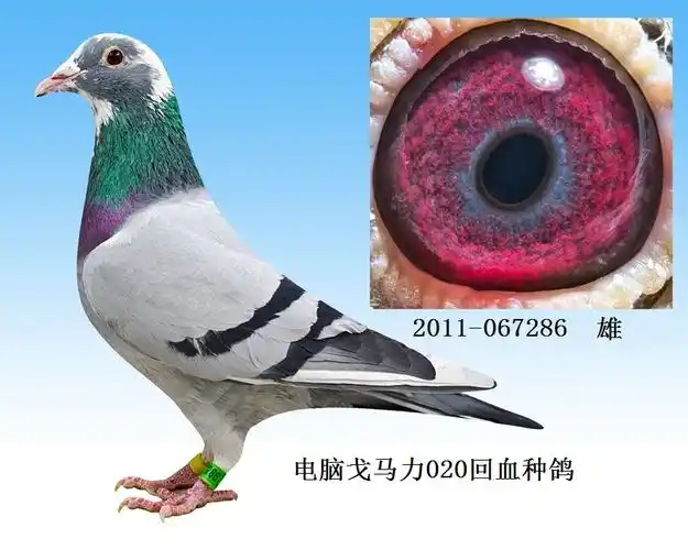 2,电脑戈马力020回血种鸽 保证金级 拍卖