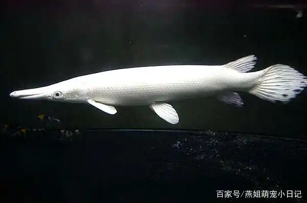 稀有的大型鱼—白化鳄雀鳝,家里有矿都买不到的鱼,饲养却很简单