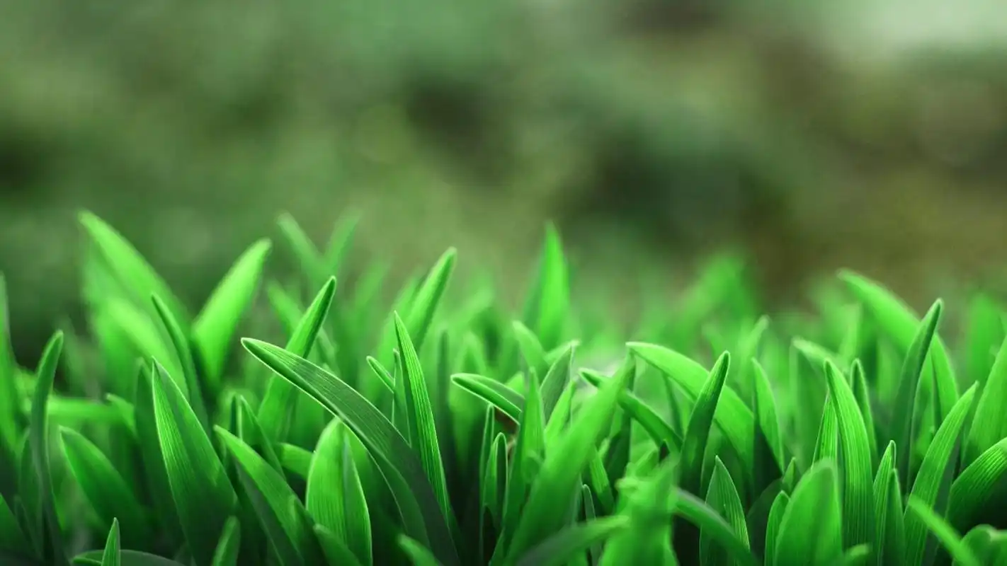 绿色护眼小草图片桌面壁纸