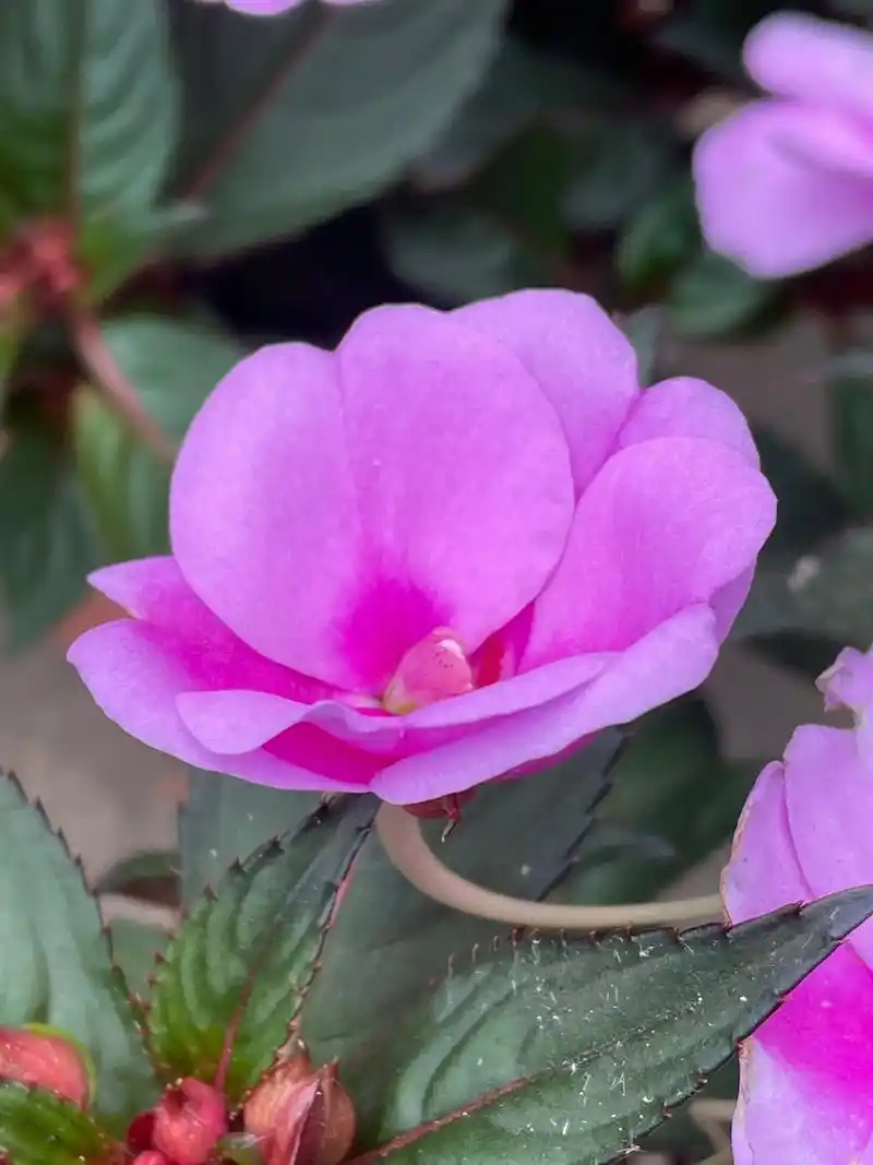 壁纸 花 桌面 1440_1920 竖版 竖屏 手机